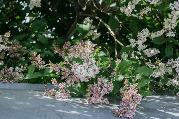 L'impact du zonage sur l'achat d'une maison sur plan